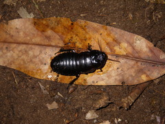 Panesthia triangulifera