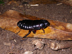 Panesthia triangulifera