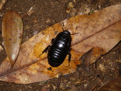 Panesthia triangulifera