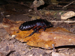 Panesthia triangulifera