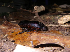 Panesthia triangulifera