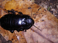 Panesthia triangulifera