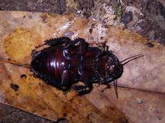 Panesthia triangulifera