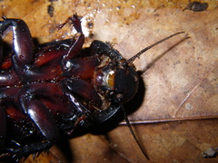 Panesthia triangulifera