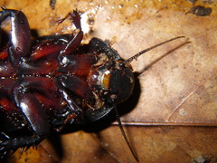 Panesthia triangulifera