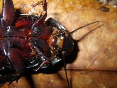 Panesthia triangulifera