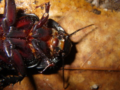 Panesthia triangulifera