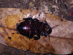 Panesthia triangulifera