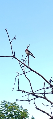 Red-cowled Cardinal