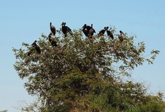 Anastomus lamelligerus