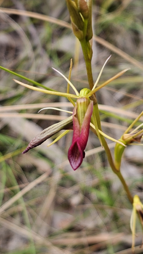 Cryptostylis subulata