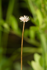 Balduina atropurpurea