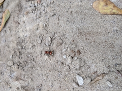 Pseudomethoca oculata