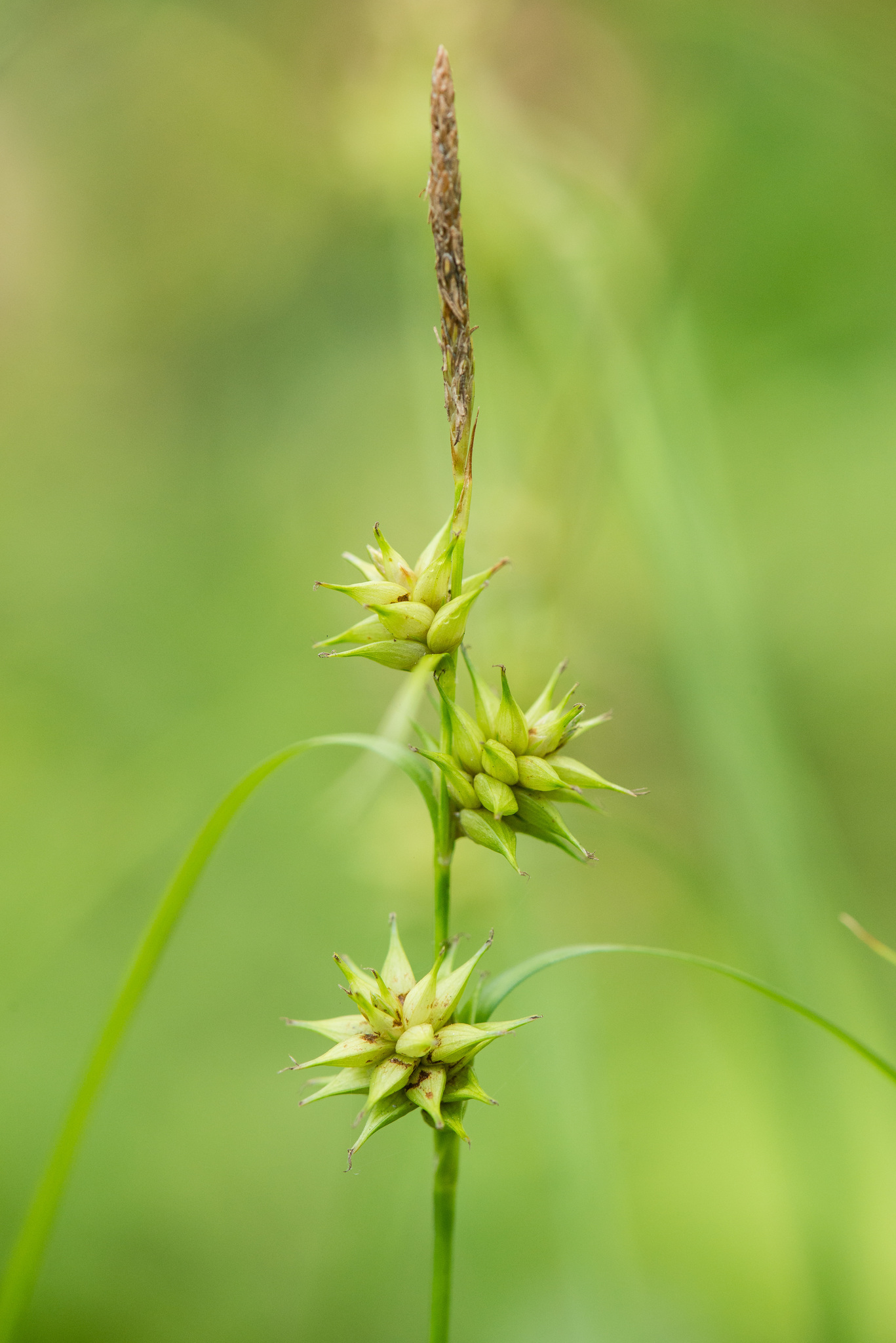 Carex elliottii