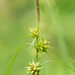 Elliott's Sedge - Photo (c) Keith Bradley, some rights reserved (CC BY-NC), uploaded by Keith Bradley