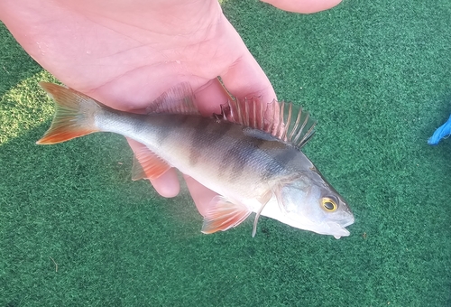 Perca fluviatilis