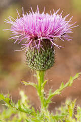 Cirsium repandum