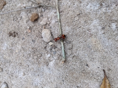 Pseudomethoca oculata