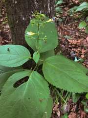 Collinsonia punctata