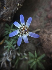 Perezia recurvata