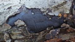 Biscogniauxia mediterranea
