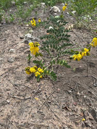 Eland's Pea