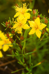 Hypericum lloydii