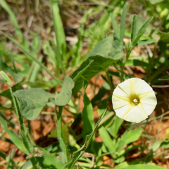 Ipomoea obscura obscura