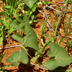 Ipomoea obscura obscura