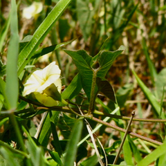 Ipomoea obscura obscura