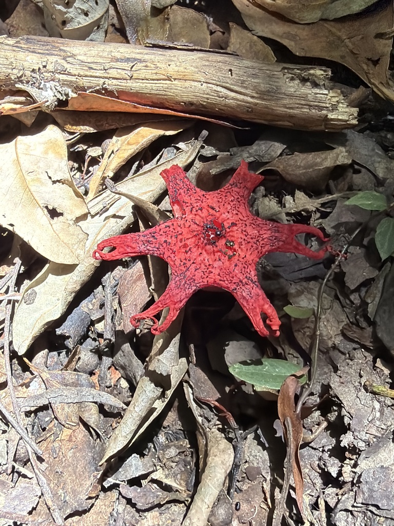 Aseroe rubra · December 2025 · photo: © martinhj (iNaturalist, cc-by)