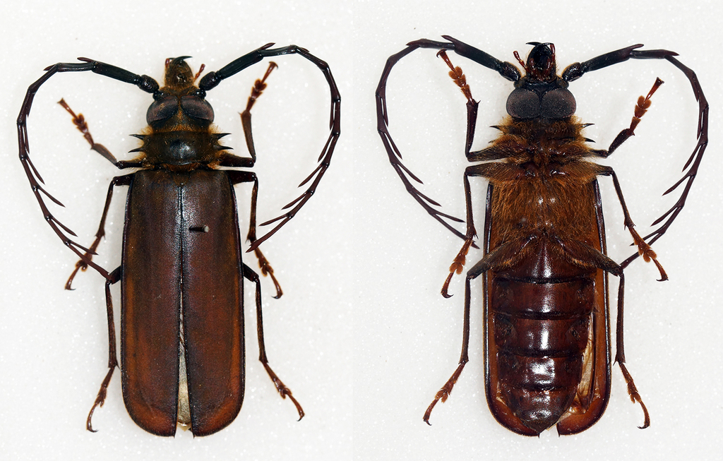 Ceratocentrus