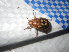 Anomala trivirgata