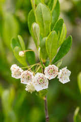 Kalmia cuneata