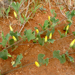 Ipomoea obscura obscura