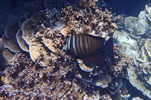 Indian Sailfin Tang — seen at this dive site