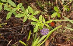 Psoralea sericea