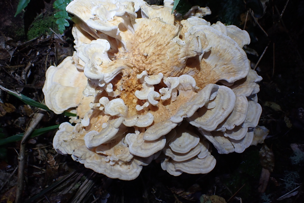 Bondarzewia propria · December 2025 · photo: © berardom (iNaturalist, cc-by)