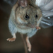 Darwin's Leaf-eared Mouse - Photo (c) Ariel Cabrera Foix, some rights reserved (CC BY-NC-SA), uploaded by Ariel Cabrera Foix