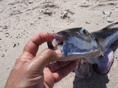 Lagocephalus sceleratus