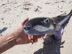 Lagocephalus sceleratus