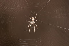 Allende nigrohumeralis