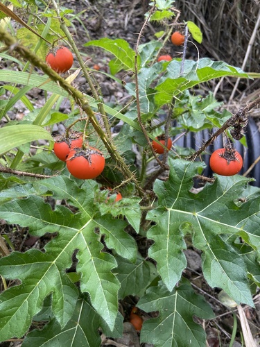 Solanum capsicoides observed 2025-12-29