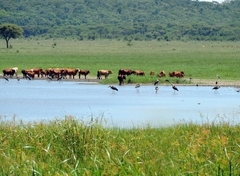 Leptoptilos crumenifer