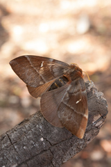 Ormiscodes cinnamomea