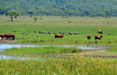 Leptoptilos crumenifer