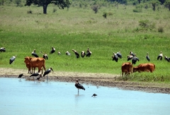 Leptoptilos crumenifer