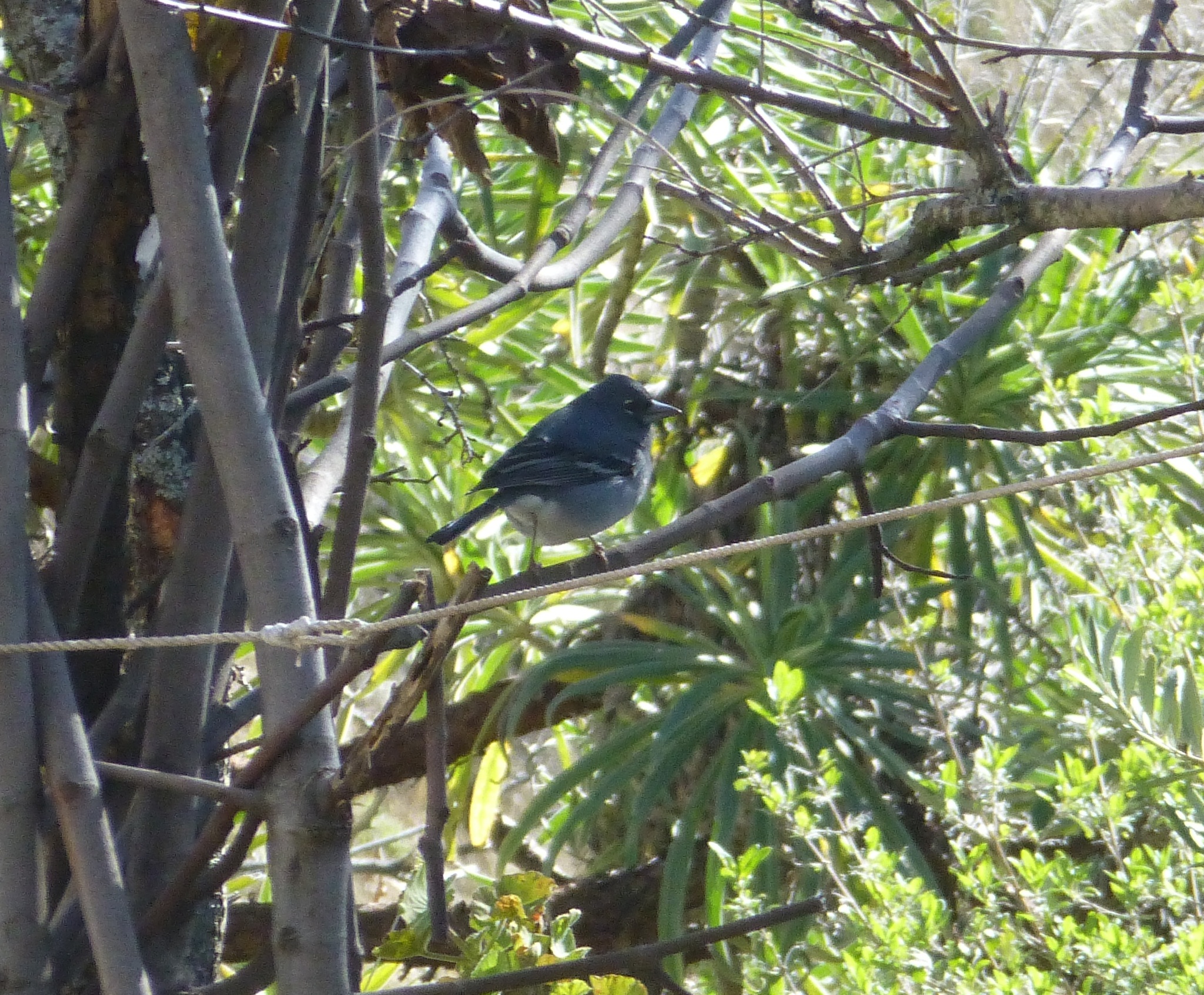 Gran Canaria Blue Chaffinch (Fringilla polatzeki), photo 3