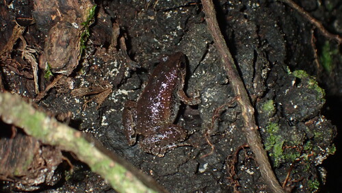 Arcuate-spotted Pygmy Frog, Microhyla heymonsi