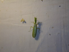 Dracomantis mirofraternus